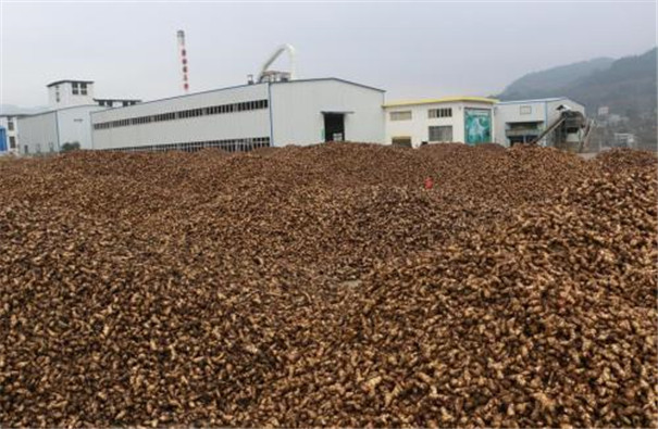 標(biāo)準(zhǔn)型芭蕉芋淀粉生產(chǎn)線