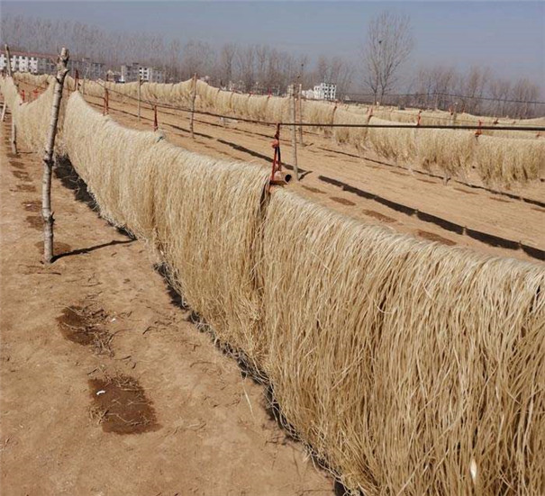 紅薯粉條機(jī)加工--掛粉晾曬