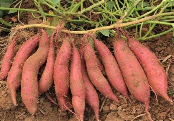 高溫多雨季節(jié)，紅薯種植怎樣才能高產(chǎn)？生長中期一定做好這5點(diǎn)