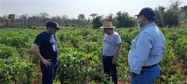 【疫情之下的默契合作】時產(chǎn)500公斤木薯淀粉線落戶玻利維亞